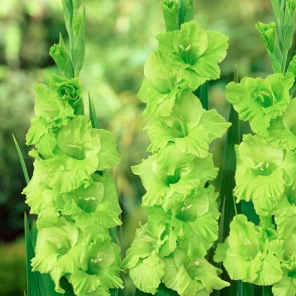 Gladiol Green Star - Gladiolus communis - prodej cibulovin - 3 ks