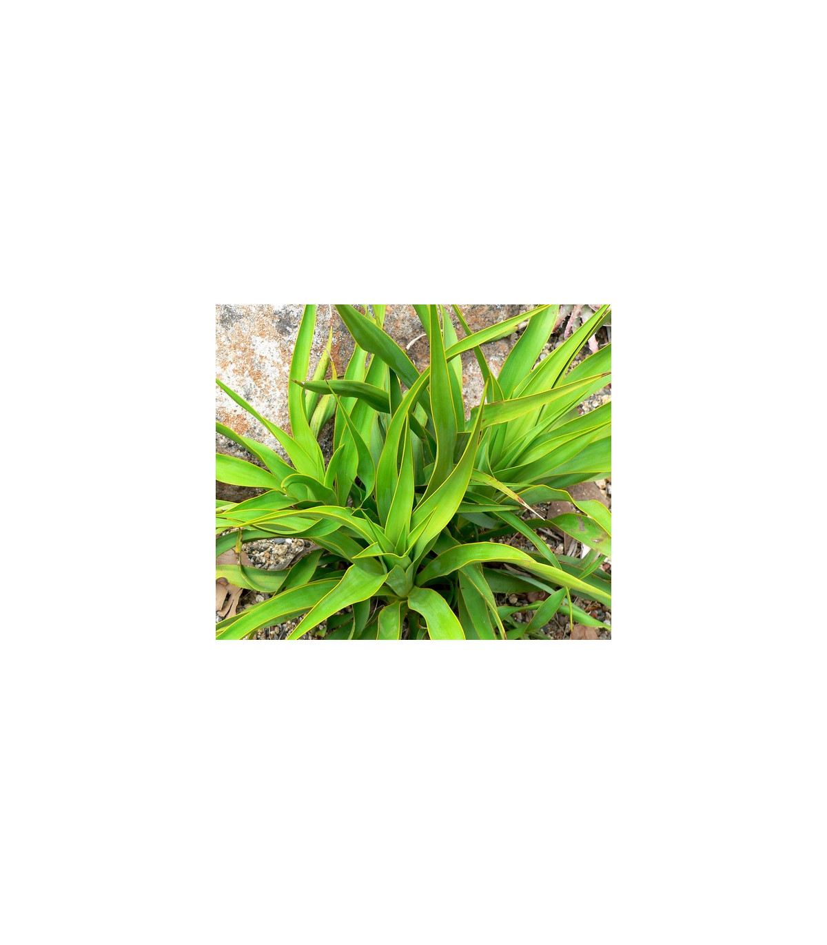 Juka - Yucca rupicola - prodej semen - 5 ks