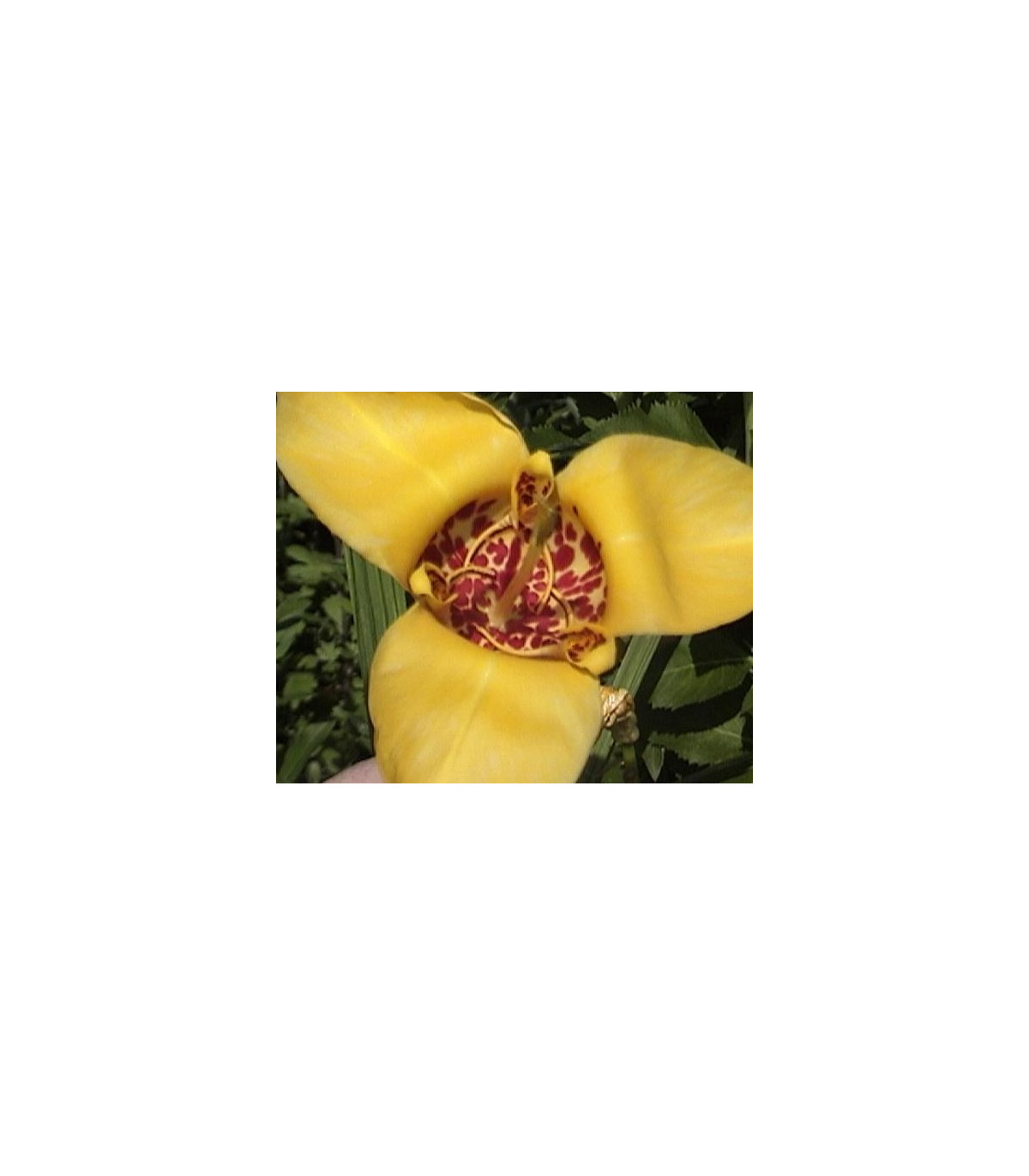 Tygřice zlatožlutá Aurea - Tigridia aurea - prodej cibulovin - 3 ks