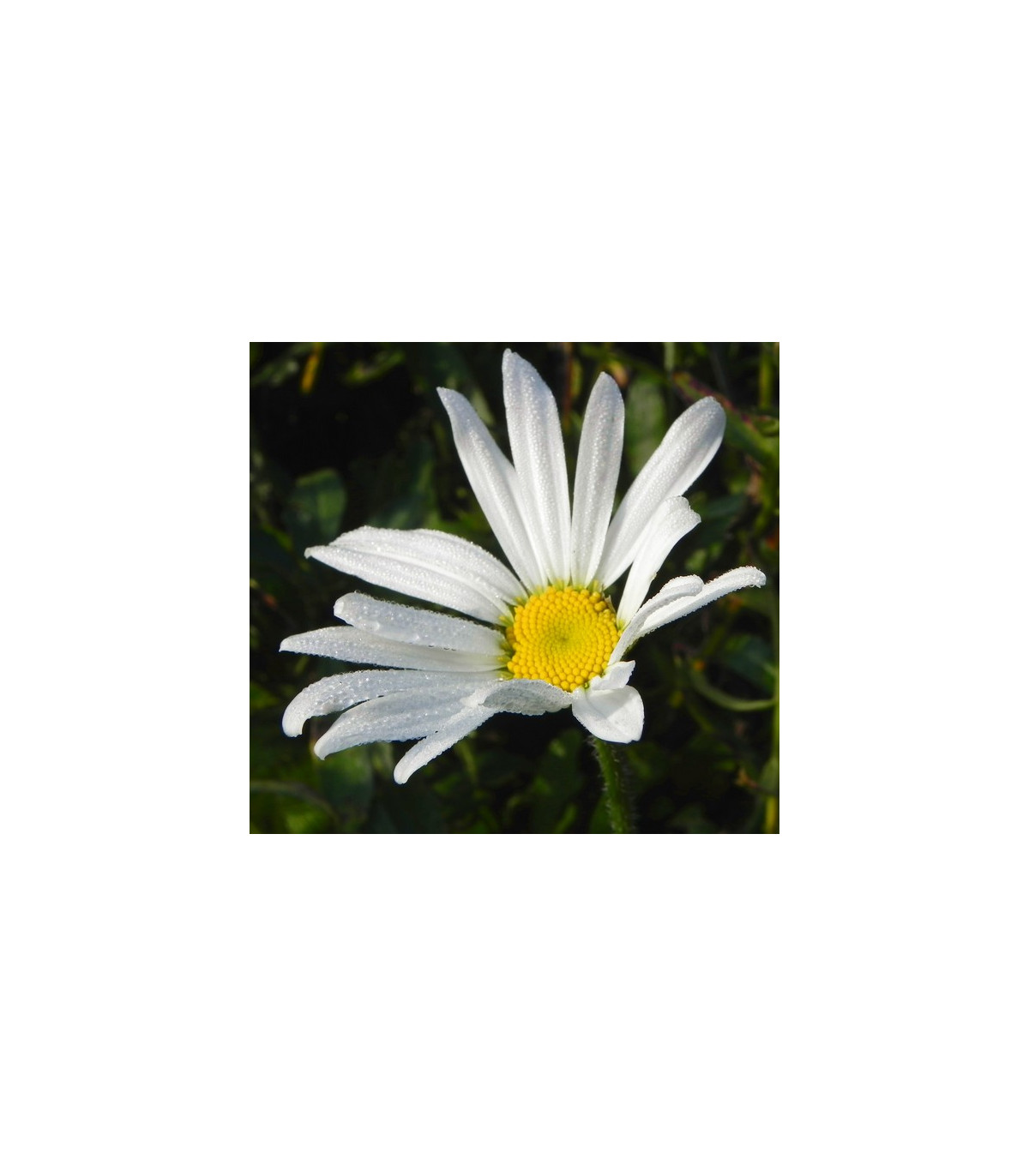 Kopretina bílá  - Chrysanthemum leucanthemum - prodej semen - 200 ks