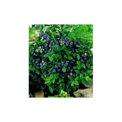 Semínka borůvky - Vaccinium myrtillus -  Borůvka černá - prodej semen - 7 ks