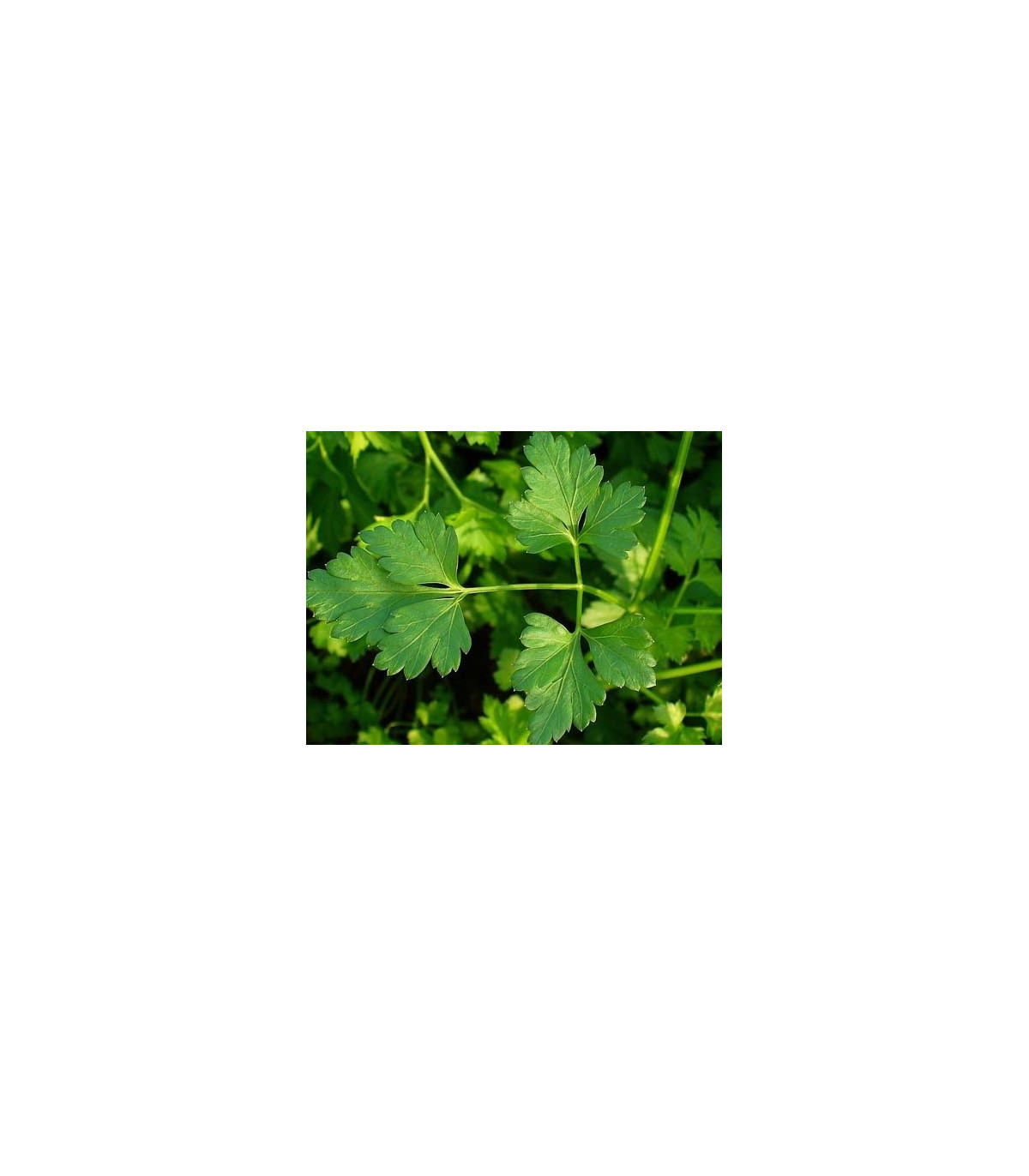 Semínka petržele - Petroselinum crispum - Petržel Clivi - prodej semen - 1 g