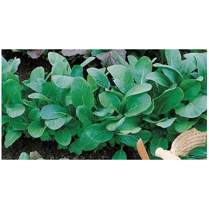 Semínka čínského zelí - Brassica rapa var rosularis - Pak Choi čínské zelí Sagami - prodej semen - 0,3 gr