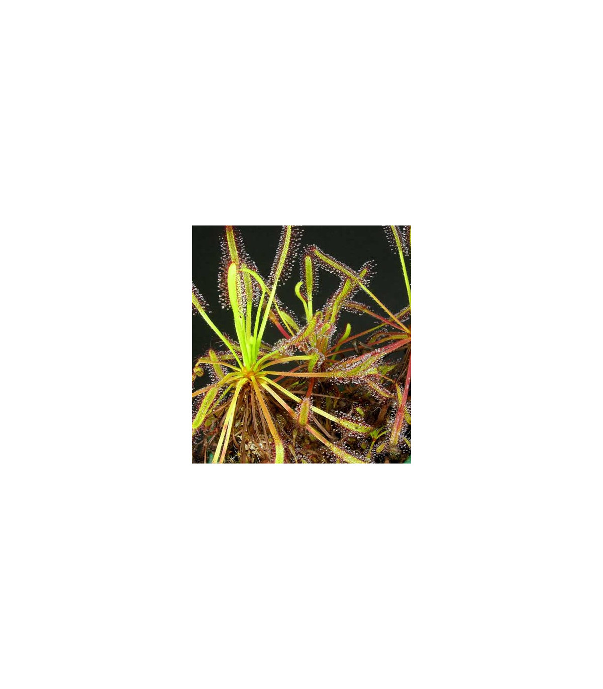 Semínka rosnatky - Drosera Capensis směs - Rosnatka kapská směs - prodej semen - 15 ks