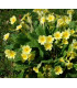Prvosenka jarní - Primula veris - prodej semen - 50 ks