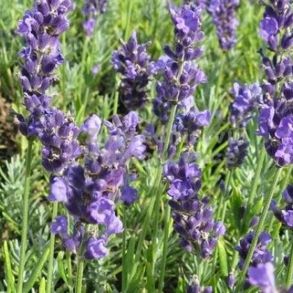 Semínka levandule - Lavandula angustifolia - Levandule lékařská Lavance Speciál - prodej semen - 15 ks