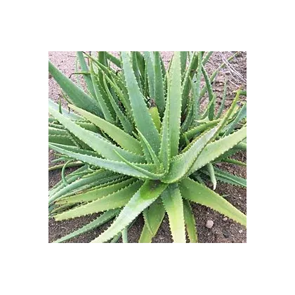 Semínka aloe - Aloe camperi - prodej semen - 6 ks 