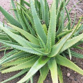 Semínka aloe - Aloe camperi - prodej semen - 6 ks 