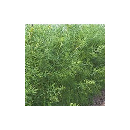 Kopr vonný Oliver - Anethum graveolens - prodej semen kopru - 1 gr