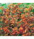 Agastache Apricot - Agastache aurantiaca - prodej semen - 20 ks