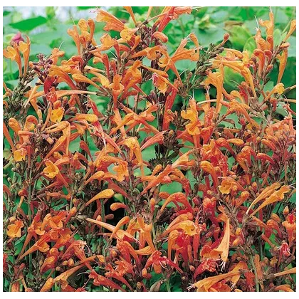 Agastache Apricot - Agastache aurantiaca - prodej semen - 20 ks