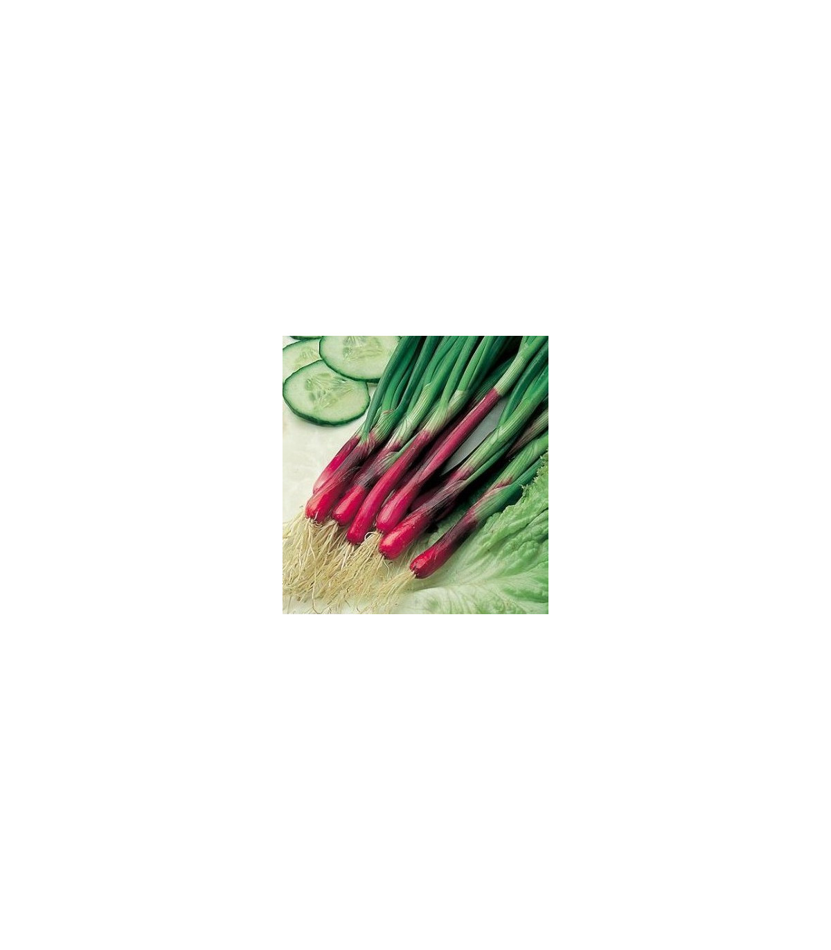 Semínka cibule - Cibule jarní červená Redmate - prodej semen - 1 g
