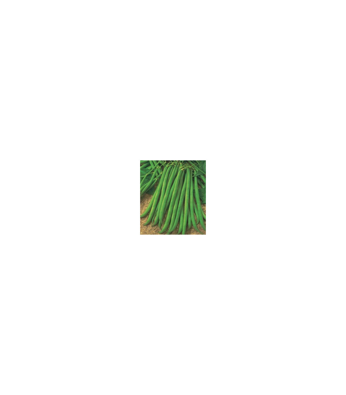 Semínka fazolů - Fazol keříčkový Newton - prodej semen - 8 ks