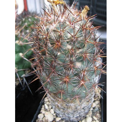 Semínka kaktusu - Kaktus Coryphantha bergeriana - prodej semen - 5 ks