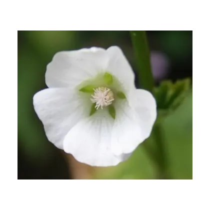 Slézovka trojklaná bílá - Malope trifida - prodej semen - 30 ks