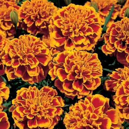 Aksamitník rozkladitý Orange flame - Tagetes patula nana - prodej semen - 0,3 g