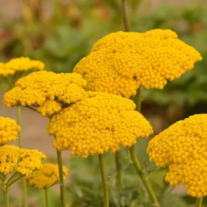 Řebříček tužebníkový Cloth of Gold - Achillea filipendula - prodej semen - 800 ks