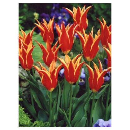 Tulipán Aladdin - Tulipa - cibuloviny - 3 ks