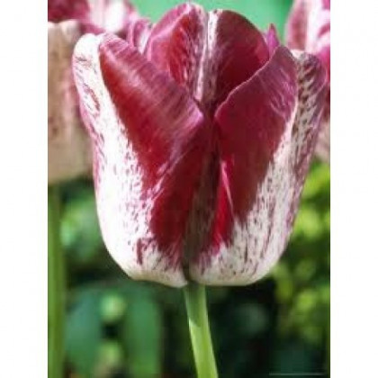 Tulipán Modern style - Tulipa - cibuloviny - 3 ks