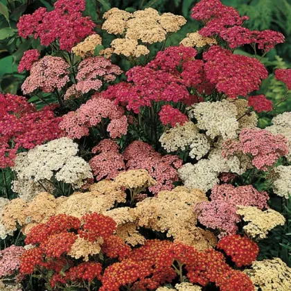 Řebříček tužebníkový Summer Berries F2 - Achillea millefolium - prodej semen - 20 ks