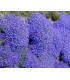 Tařička zahradní fialová - Aubrieta hybrida - prodej semen - 200 ks