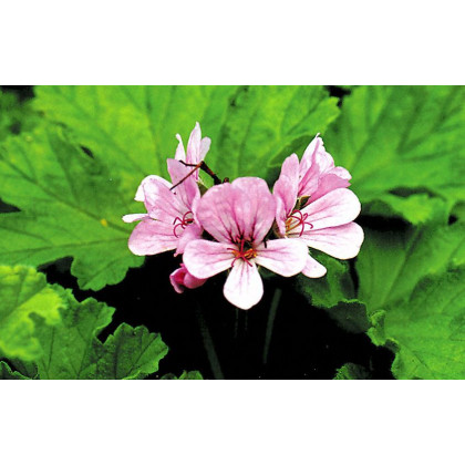 Pelargonie vonná Attar of Roses - Pelargonium capitatum - semena - 4 ks