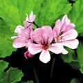 Pelargonie vonná Attar of Roses - Pelargonium capitatum - semena - 4 ks