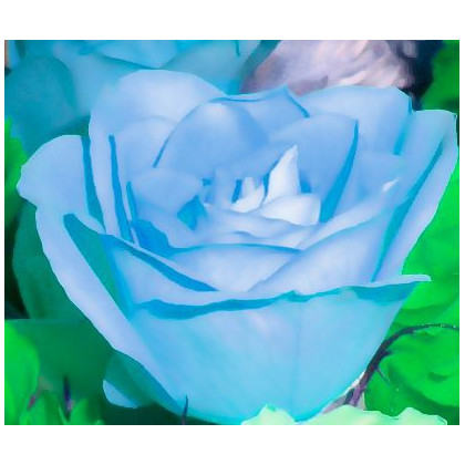 Růže popínavá světle modrá - Rosa -  semena - 5 ks