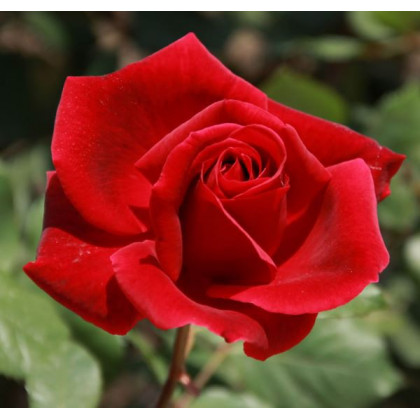 Růže popínavá červená - Rosa - semena - 5 ks