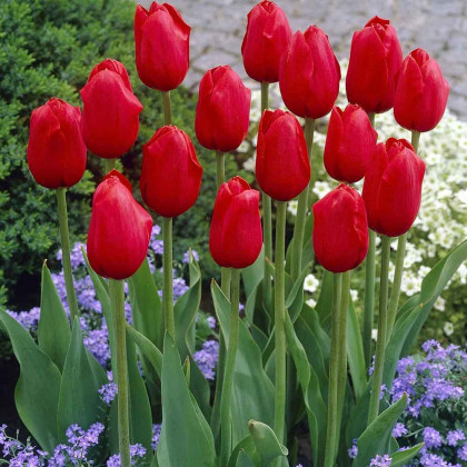 Tulipán Kingsblood - Tulipa - cibuloviny - 3 ks