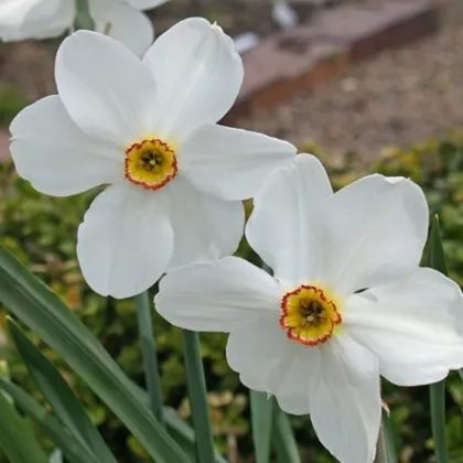 Narcis poetický Actaea - Narcissus poeticus - prodej cibulovin - 3 ks