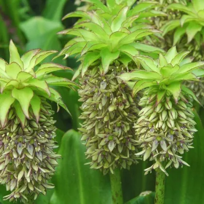 Chocholatice - Eucomis bicolor - prodej cibulovin - 1 ks