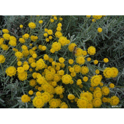 Svatolina cypřiškovitá - Santolina chamaecyparissus - prodej semen - 5 ks