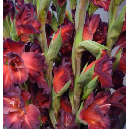 Gladiol čokoládový - Gladiolus - prodej cibulovin - 3 ks