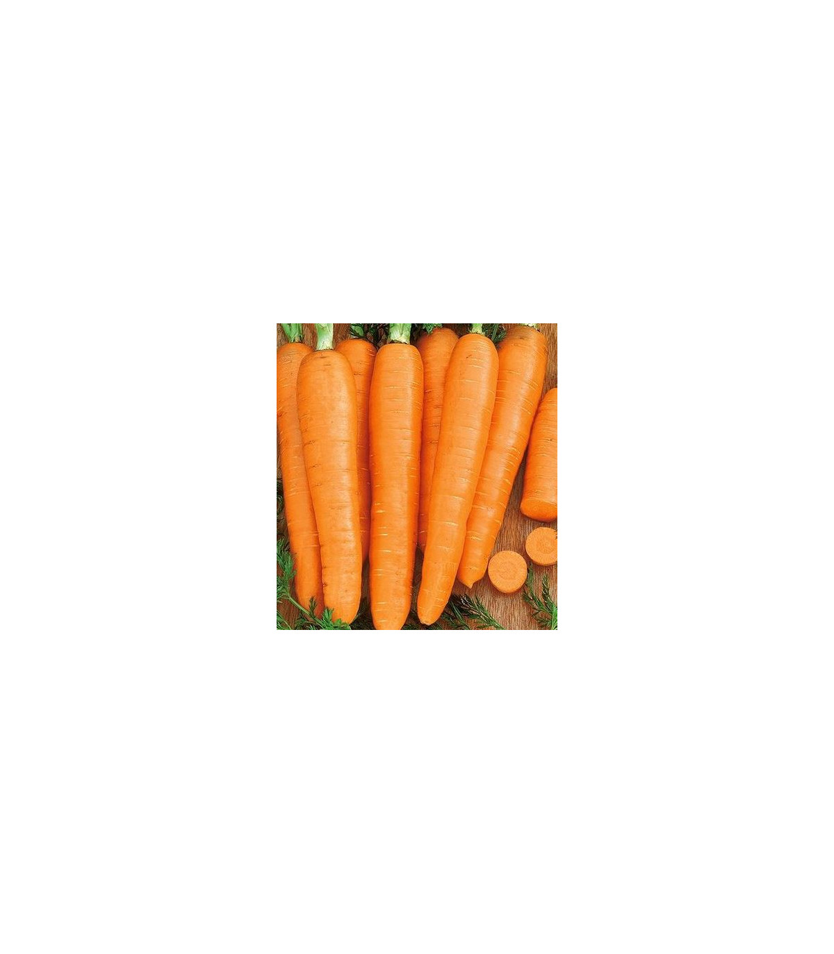 Semínka mrkve - Daucus carota - Mrkev Rotin - prodej semen - 1 gr