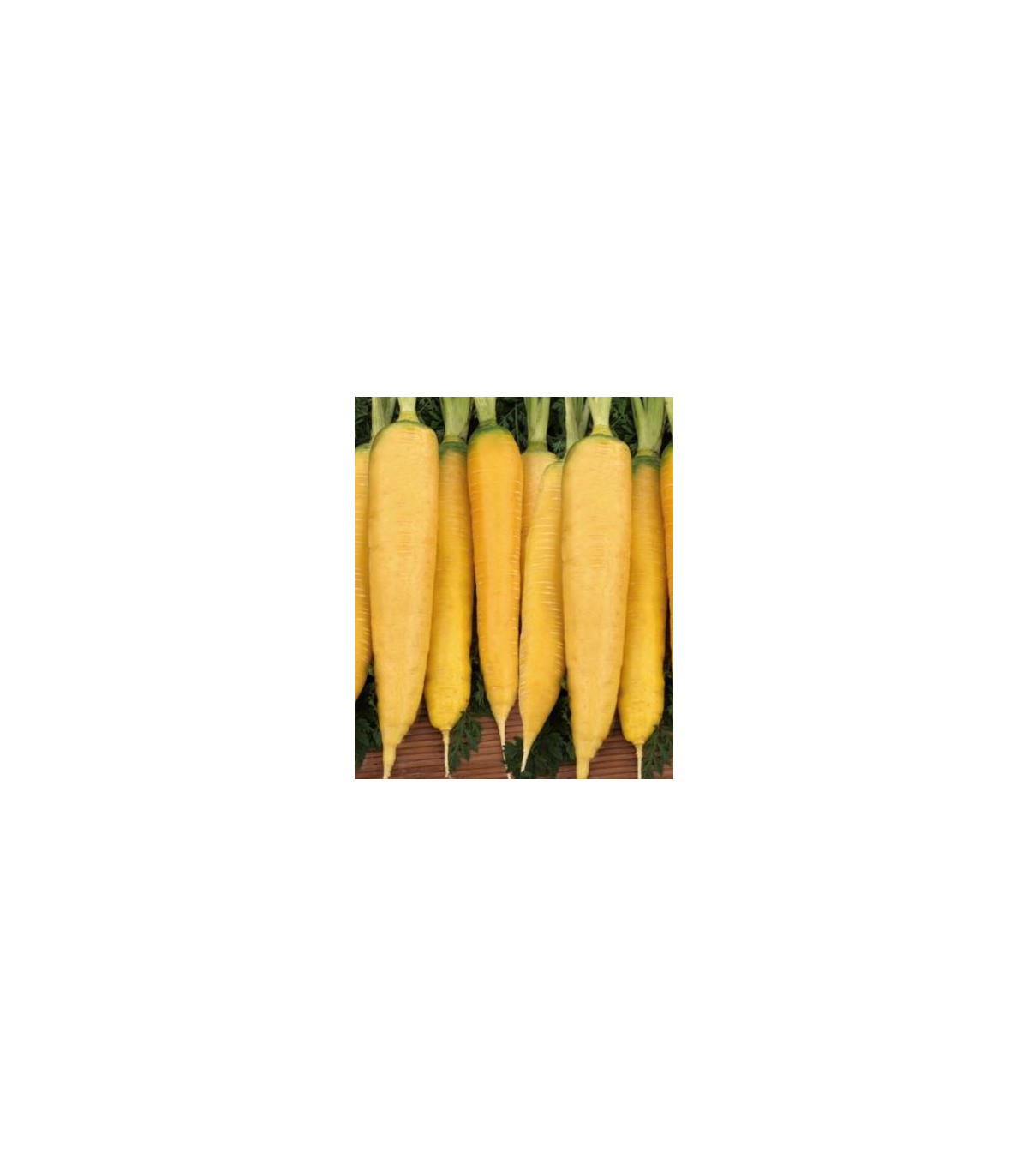 Semínka mrkve - Mrkev žlutá Lobbericher - prodej semen - 1 g