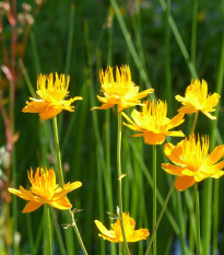 Upolín čínský Gold queen - Trollius chinensis - prodej semen - 20 ks