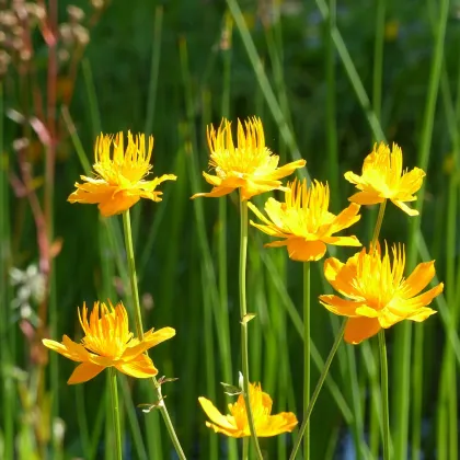 Upolín čínský Gold queen - Trollius chinensis - prodej semen - 20 ks