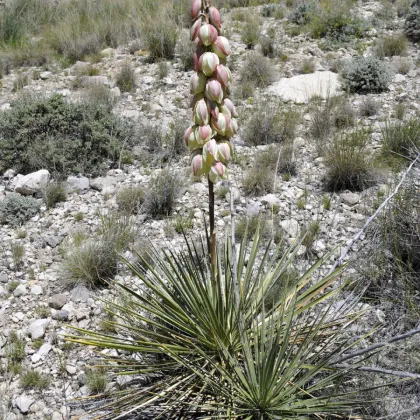 Juka Glauca - Yucca glauca - prodej semen - 5 ks