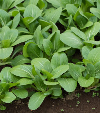 Hořčice zelená Komatsuna - Brassica rapa - prodej semen - 20 ks