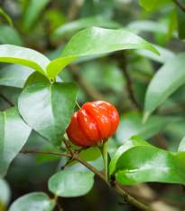 Třešeň surinamská - Eugenia uniflora - prodej semen - 2 ks