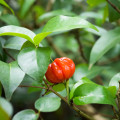 Třešeň surinamská - Eugenia uniflora - prodej semen - 2 ks