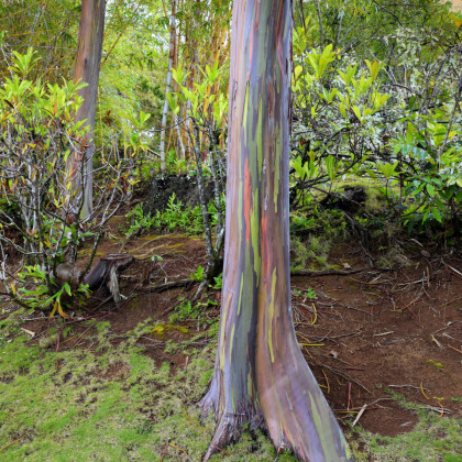 Eukalyptus duhový - Eucalyptus deglupta - prodej semen - 5 ks