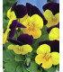 Violka rohatá Miss Helen Mount - Viola cornuta - prodej semen - 100 ks