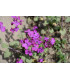 Měsíčnice roční fialová Honesty - Lunaria annua - prodej semen - 50 ks
