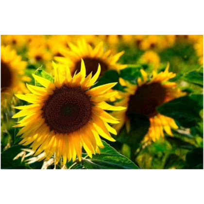 Slunečnice žlutá obří - Helianthus annuus - semena - 8 Ks
