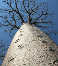 Baobab Za - Adansonia madagascariensis - prodej semen - 3 ks