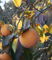 Tomel japonský - Kaki - Diospyros kaki - prodej semen - 4 ks