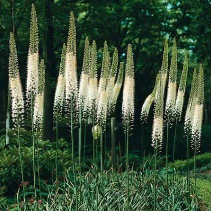 Liliochvostec himalájský - Eremurus himalaicus - prodej kořenových hlíz - 1 ks