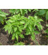 Chia semena - Salvia hispanica - prodej semen - 10 ks